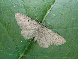 Attēlu rezultāti vaicājumam “Eupithecia satyrata”