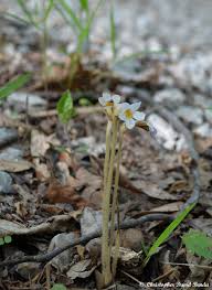 Attēlu rezultāti vaicājumam “Orobanche coerulescens flower”
