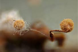 Attēlu rezultāti vaicājumam “Cribraria purpurea macro”