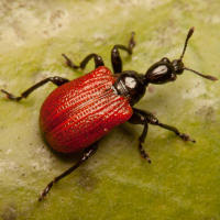 Attēlu rezultāti vaicājumam “Attelabidae”