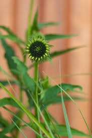 Attēlu rezultāti vaicājumam “Echinacea purpurea bud”