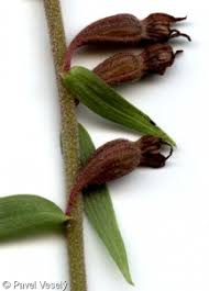 Attēlu rezultāti vaicājumam “Epipactis atrorubens fruit”