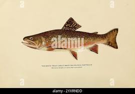 Image result for Salvelinus fontinalis