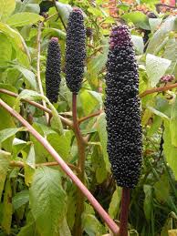 Attēlu rezultāti vaicājumam “Phytolacca acinosa”