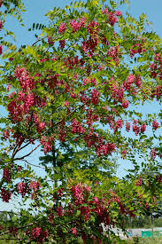 Attēlu rezultāti vaicājumam “Robinia pseudoacacia”
