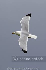 Attēlu rezultāti vaicājumam “Larus argentatus adult”