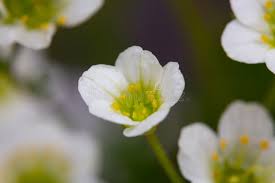 Attēlu rezultāti vaicājumam “Saxifraga granulata flower”