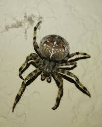 Attēlu rezultāti vaicājumam “Araneus diadematus juvenile”