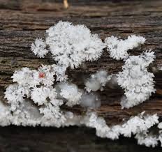 Attēlu rezultāti vaicājumam “Ceratiomyxa fruticulosa spores”