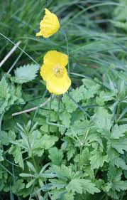 Image result for Meconopsis cambrica
