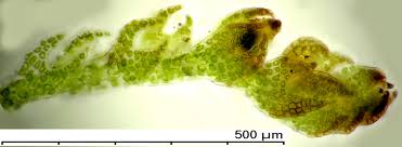 Attēlu rezultāti vaicājumam “Cephalozia bicuspidata sporophyte”