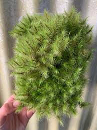 Attēlu rezultāti vaicājumam “Dicranum majus”