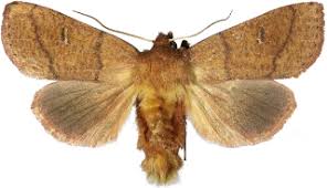 Attēlu rezultāti vaicājumam “Mythimna turca”