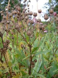 Image result for Potentilla erecta