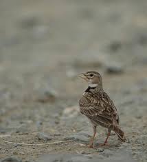 Image result for Melanocorypha calandra