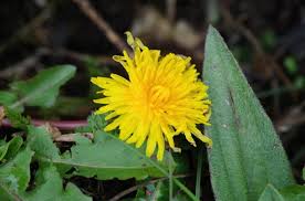 Attēlu rezultāti vaicājumam “Taraxacum suecicum”