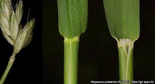 Attēlu rezultāti vaicājumam “Alopecurus pratensis”