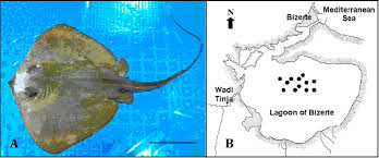 Image result for Dasyatis chrysonota
