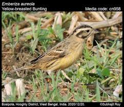 Image result for Emberiza aureola
