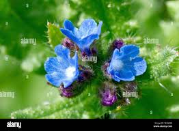 Attēlu rezultāti vaicājumam “Anchusa arvensis leaf”