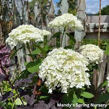 Attēlu rezultāti vaicājumam “Hydrangea arborescens flower”
