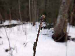 Attēlu rezultāti vaicājumam “Alnus glutinosa bud”