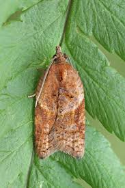 Attēlu rezultāti vaicājumam “Acleris bergmanniana”