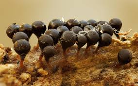 Attēlu rezultāti vaicājumam “Trichia crateriformis spores”