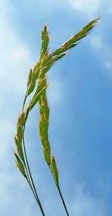 Attēlu rezultāti vaicājumam “Carex digitata fruit”