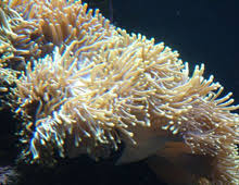 Attēlu rezultāti vaicājumam “Anemone”