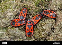 Attēlu rezultāti vaicājumam “Pyrrhocoris apterus nymph”