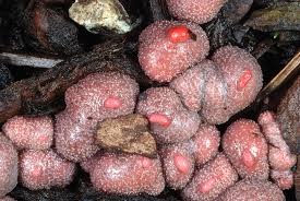 Attēlu rezultāti vaicājumam “Lycogala cf. fossiculatum macro”