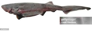 Image result for Notorynchus cepedianus