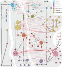 Attēlu rezultāti vaicājumam “Diderma testaceum young”