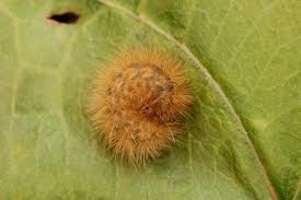 Attēlu rezultāti vaicājumam “Phragmatobia fuliginosa larva”