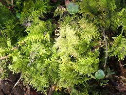 Attēlu rezultāti vaicājumam “Thuidium tamariscinum”