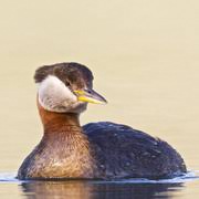 Attēlu rezultāti vaicājumam “Podiceps grisegena adult”