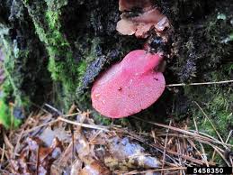 Attēlu rezultāti vaicājumam “Fistulina hepatica”