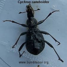 Attēlu rezultāti vaicājumam “Cychrus caraboides”