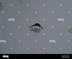 Attēlu rezultāti vaicājumam “Protapion sp.”