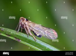 Attēlu rezultāti vaicājumam “Javesella pellucida”