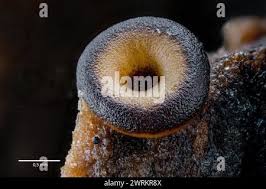 Attēlu rezultāti vaicājumam “Arcyria affinis”