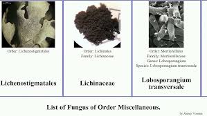 Attēlu rezultāti vaicājumam “Microbotryum tragopogonis - pratensis”