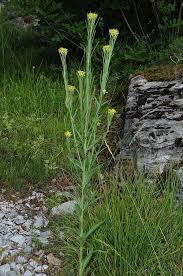 Attēlu rezultāti vaicājumam “Erysimum hieracifolium leaf”