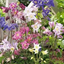 Image result for Akelei