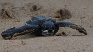 Image result for Dermochelys coriacea