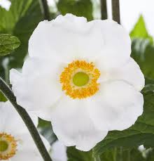 Image result for Anemonenarten