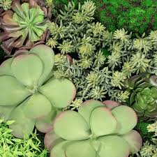 Attēlu rezultāti vaicājumam “Sedum album leaf”