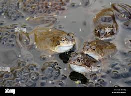 Attēlu rezultāti vaicājumam “Rana temporaria adult”