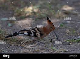 Image result for hoepoe